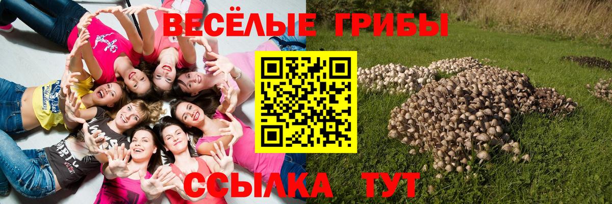 Галлюциногенные грибы Psilocybe Ростов-на-Дону